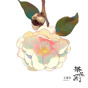 茶花开了