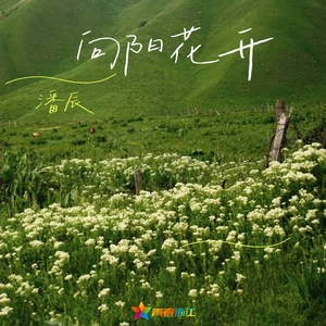 向阳花开