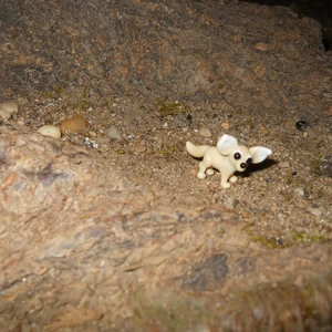 Bird Bones